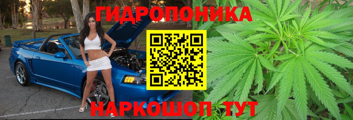Бошки марихуана AK-47  Канабис OG Kush  Вход с VPN  Сокол  Каннабис планчик 